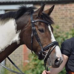 Dressage Flash Bridle Black -Outdoor life go 477991 c