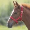 Foal Nylon Headcollar Red