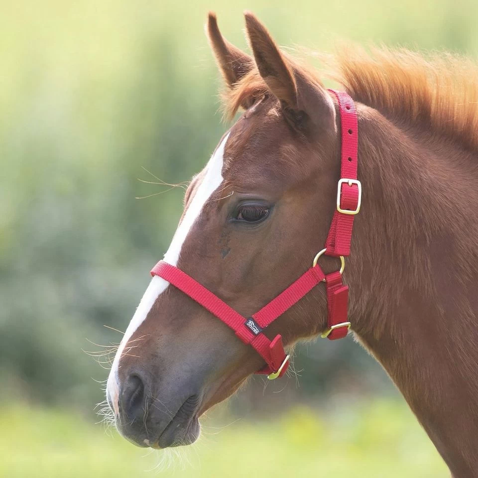 Foal Nylon Headcollar Red 2 Foal Nylon Headcollar Red - Image 2