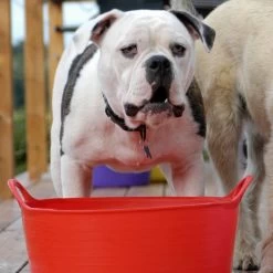 Flexible Shallow Tub In Small -Outdoor life go 622637 c